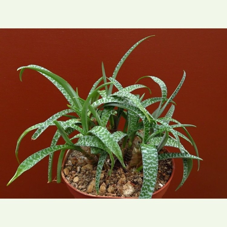 Ledebouria socialis f. minelli