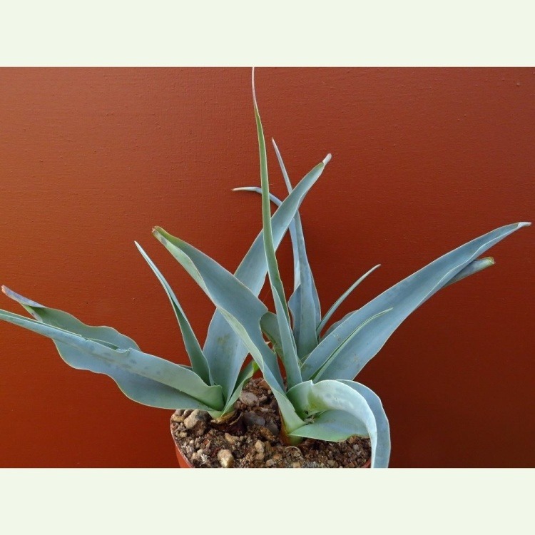 Ledebouria sp. JAA 1893, Skoolhuis