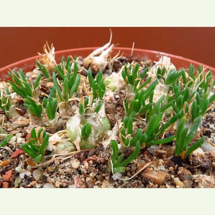 Ornithogalum lithopsoides