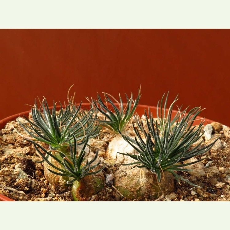 Ornithogalum sardienii, Oudtshoorn