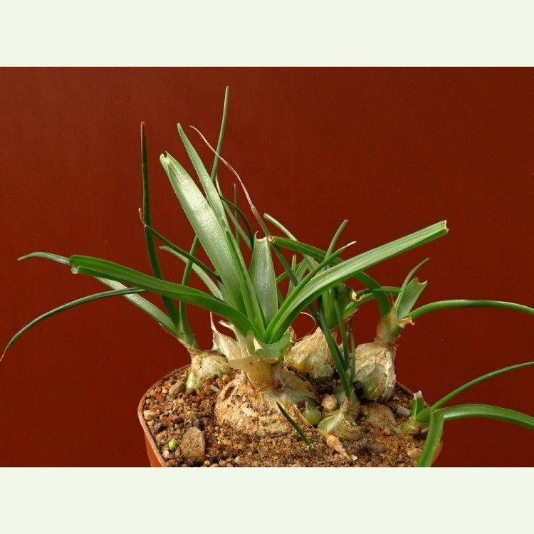 Ornithogalum tenuifolium