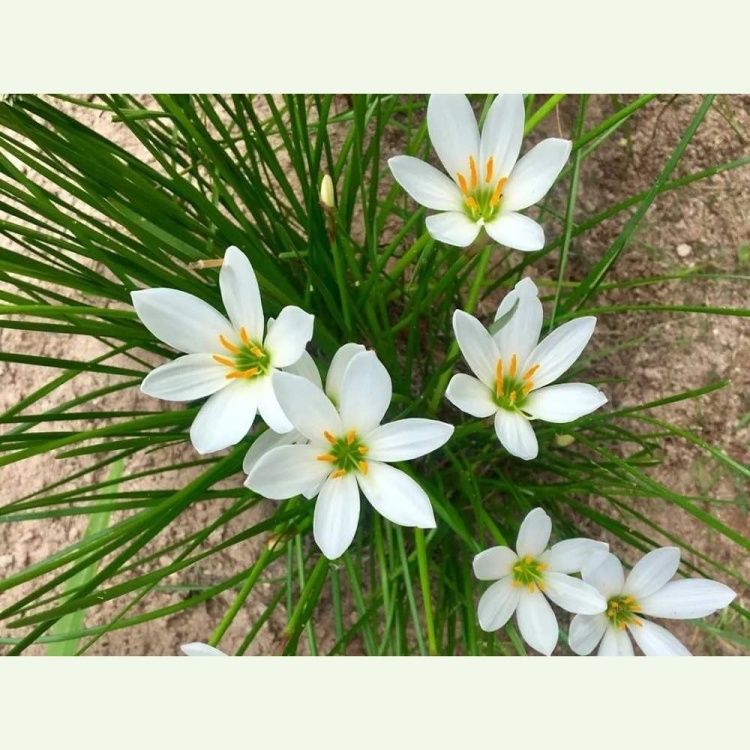 Zephyranthes candida