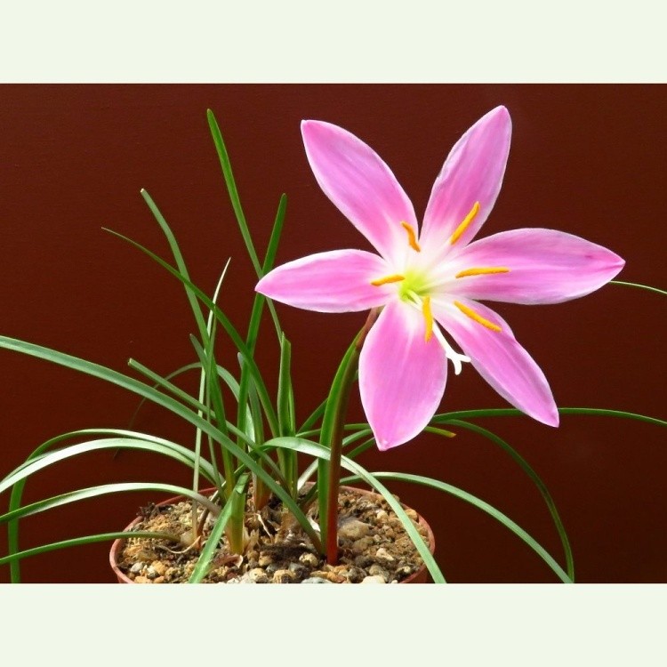 Zephyranthes grandiflora