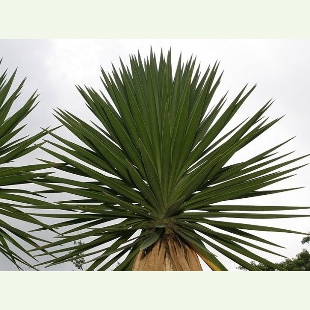 Yucca aloifolia