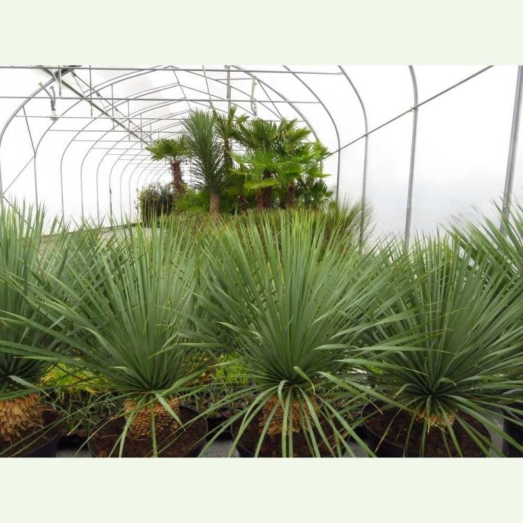 Yucca rostrata cv. Sapphire Skies