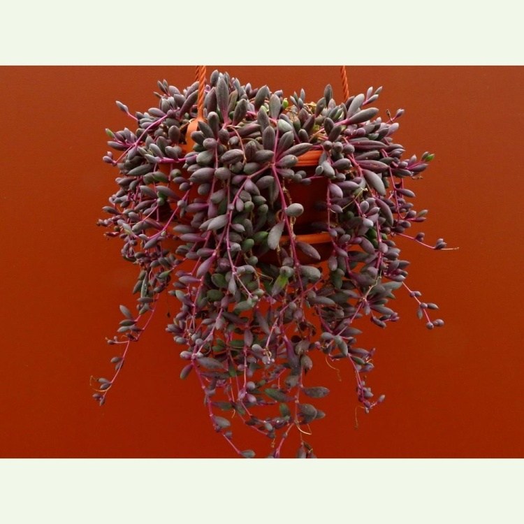 Othonna capensis - vhodná do závesných kvetináčov