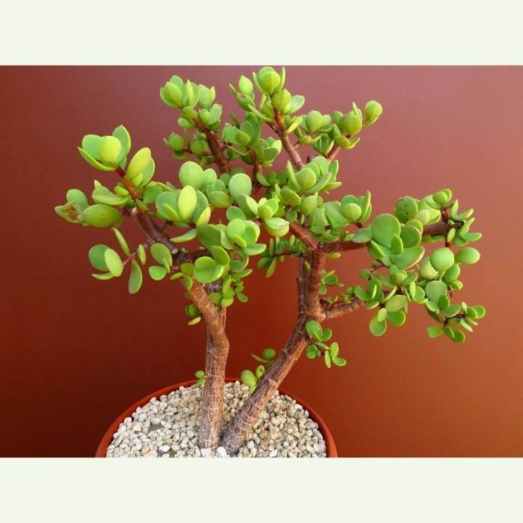 Portulacaria afra f. macrophylla - typ na sukulentný bonsaj