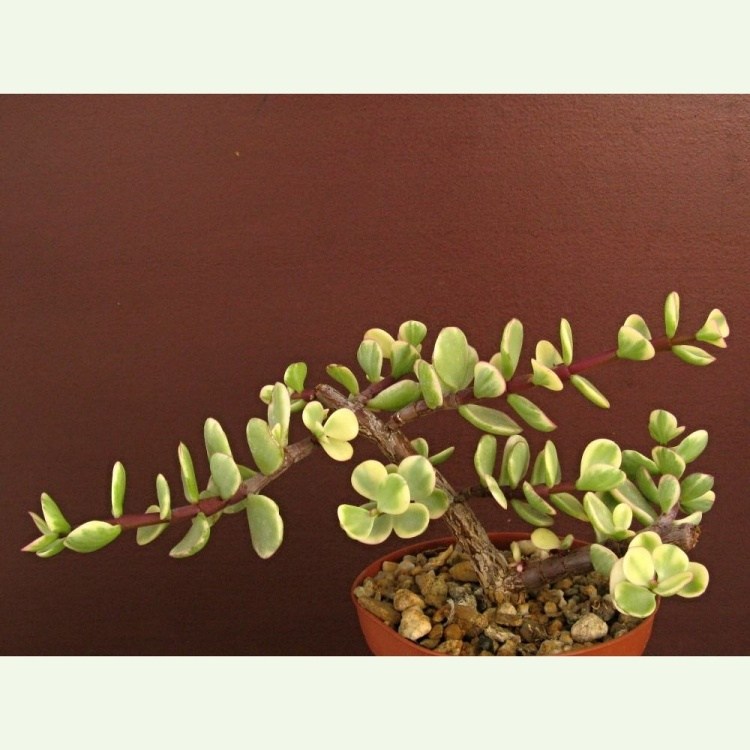 Portulacaria afra f. variegata