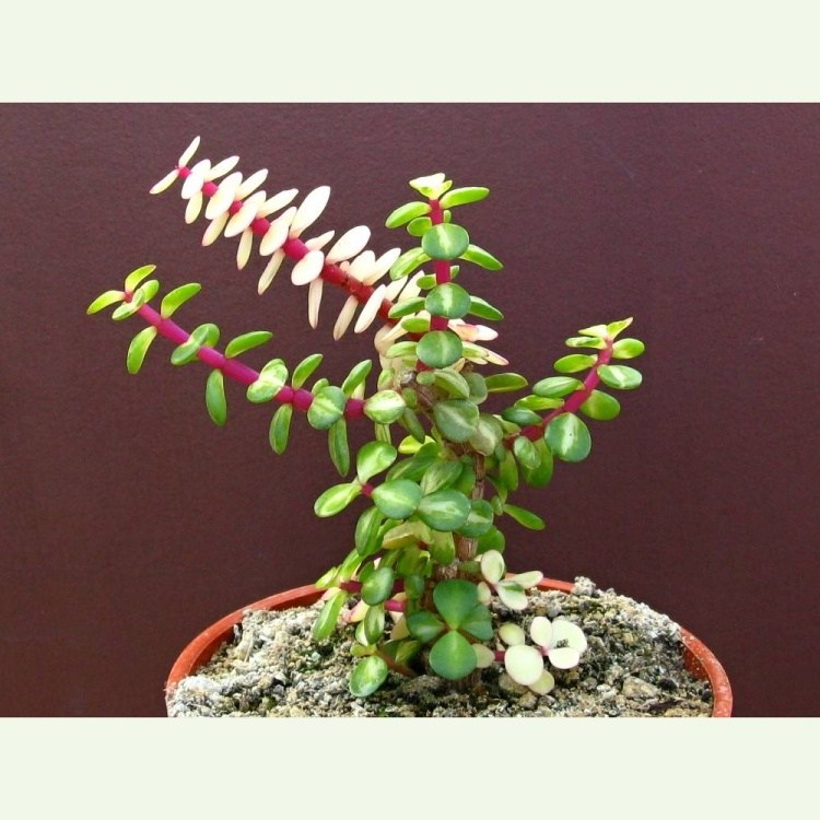 Portulacaria afra f. variegata - Mediopicta