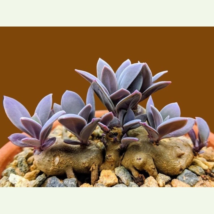 Senecio sempervivum ssp. grantii