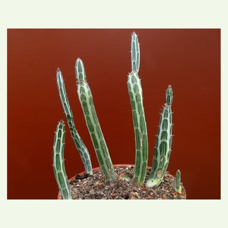 Senecio stapeliiformis
