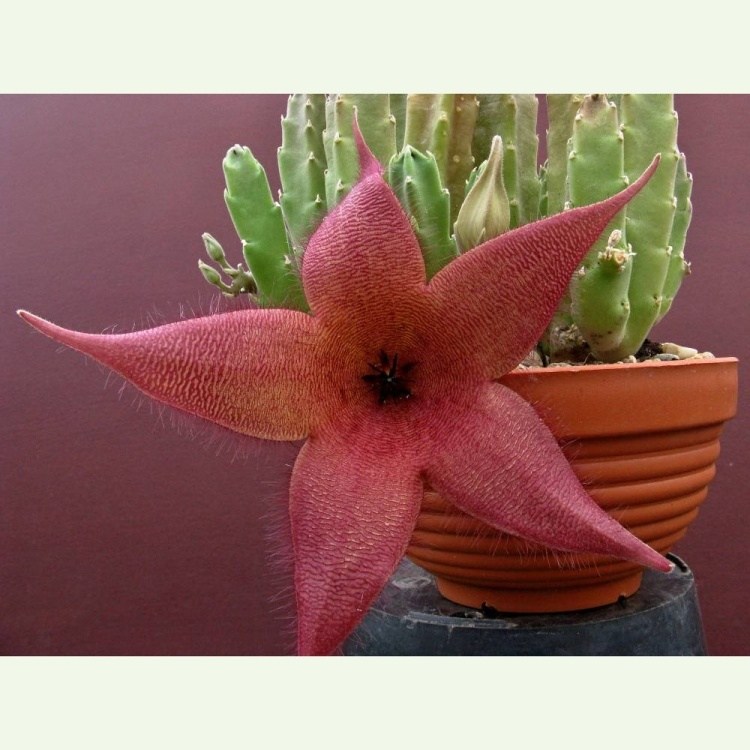 Stapelia grandiflora