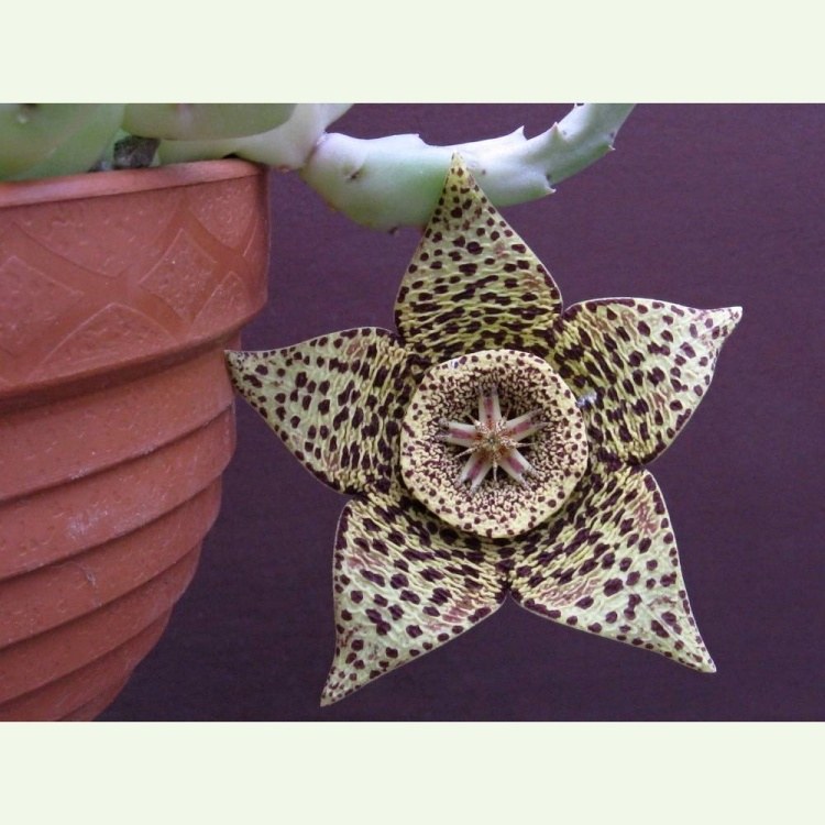 Stapelia (Orbea) variegata - kvet