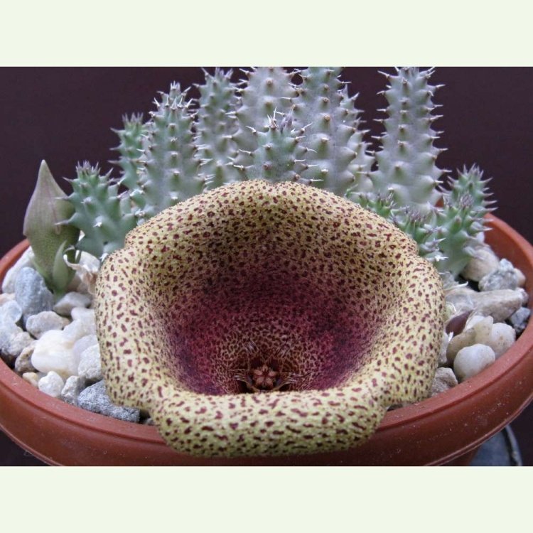 Tavaresia x mentjesii - kvet