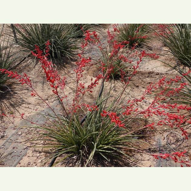 Hesperaloe parviflora