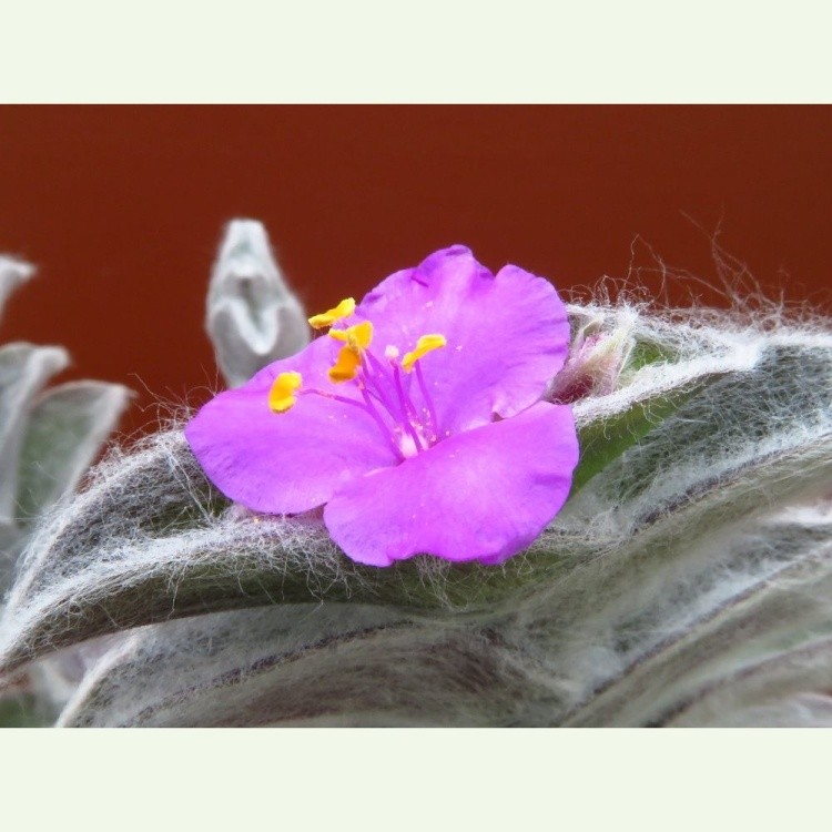 Tradescantia sillamontana - kvet