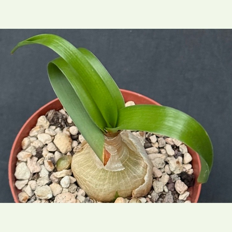 Ornithogalum caudatum, morská cibuľa