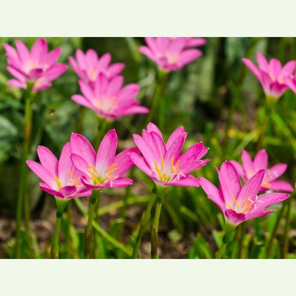 Zephyranthes cv. Pink