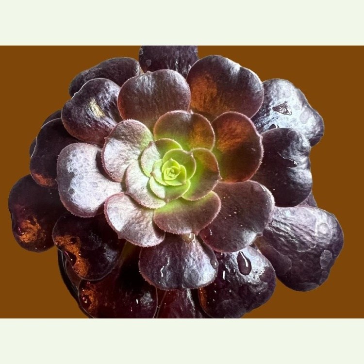 Aeonium arboreum cv. Velour