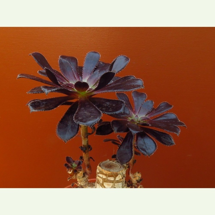 Aeonium arboreum v. atropurpureum cv. Schwarzkopf