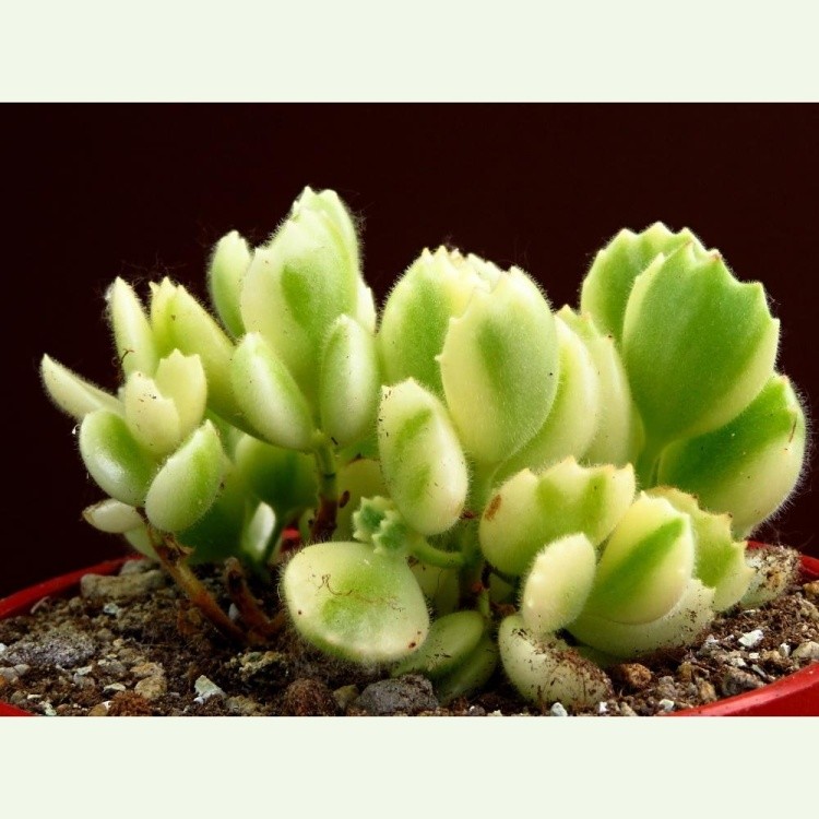 Cotyledon ladismithiensis f. variegata typ 2