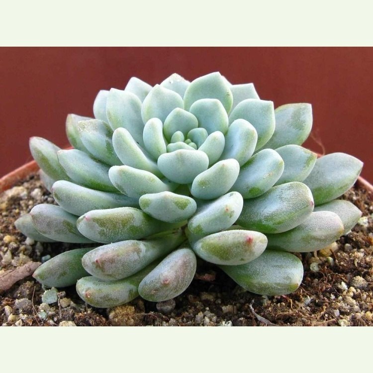 Echeveria amoena L065, Escola, Vera Cruz