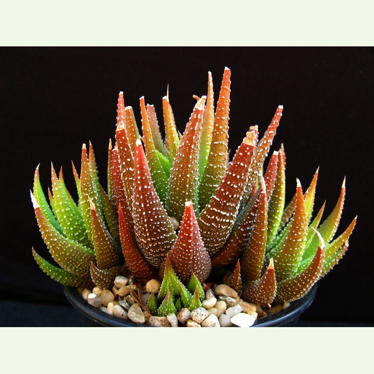 Haworthia (Haworthiopsis) glabrata