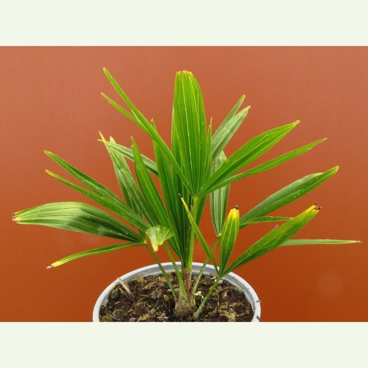 Trachycarpus fortunei - konopná palma