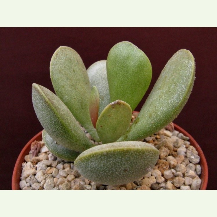 Adromischus alstonii, Roiberg, Richtersveld