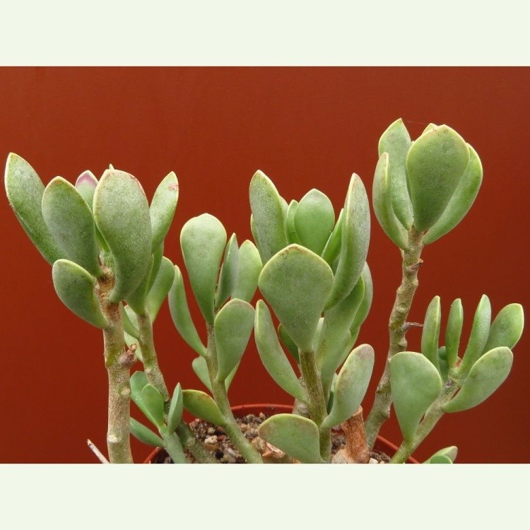 Adromischus caryophyllaceus, Rooiberg Paas