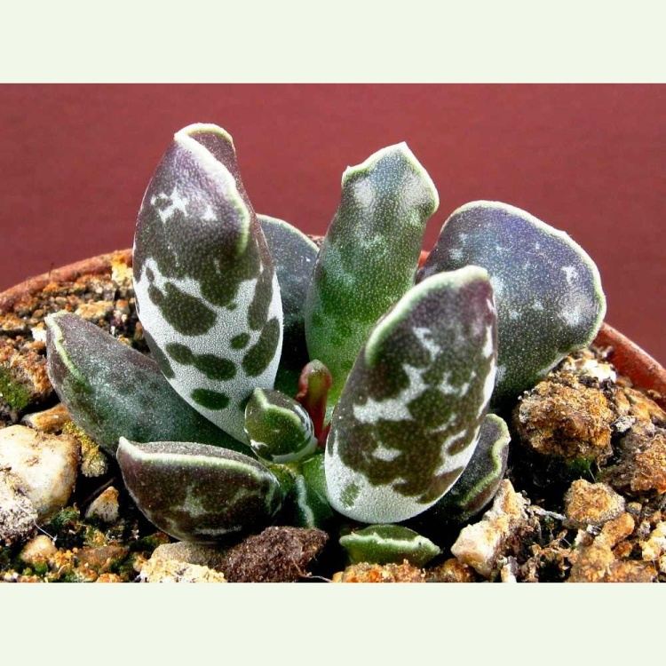 Adromischus cooperi GM99, 25km SW of Nieu Bethesda