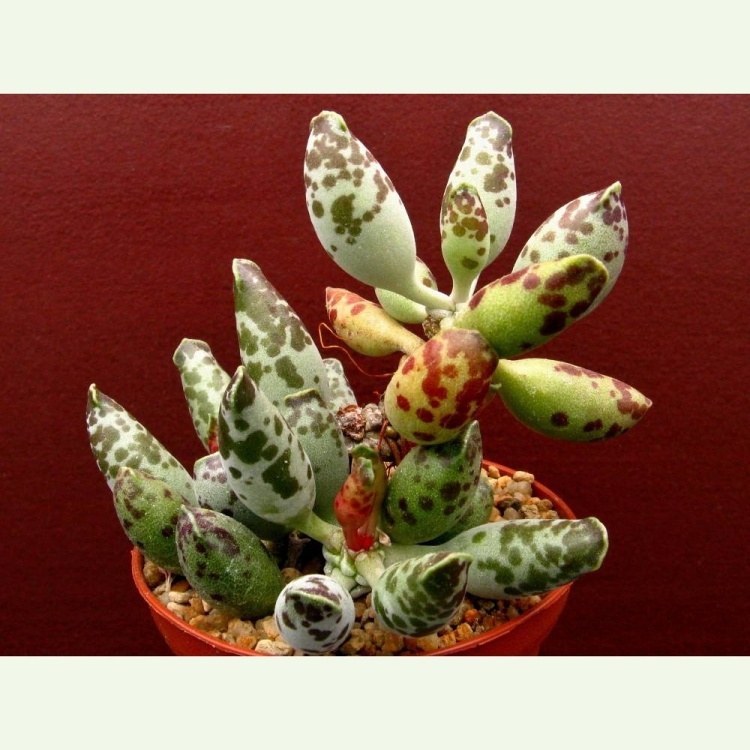 Adromischus cooperi v. clavifolius
