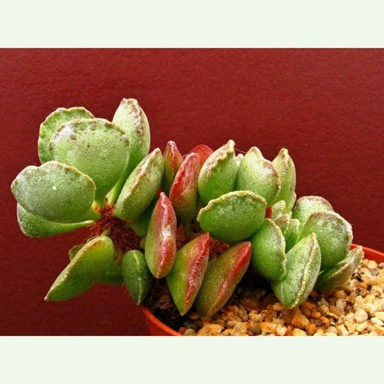 Adromischus cristatus DT 4777, Gamtoos Ferry, NE of Jeffreys Bay, Derek Tribble