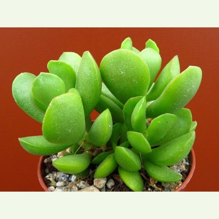 Adromischus cristatus v. mzimvubuensis