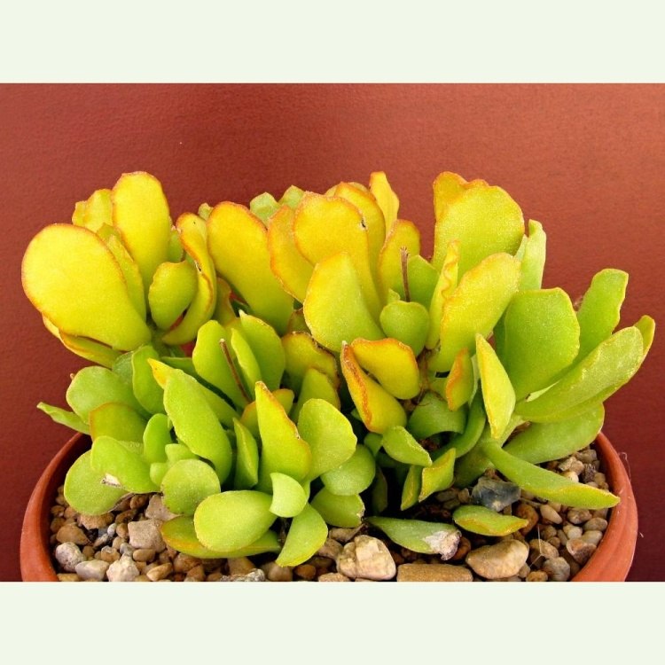 Adromischus cristatus v. zeyheri