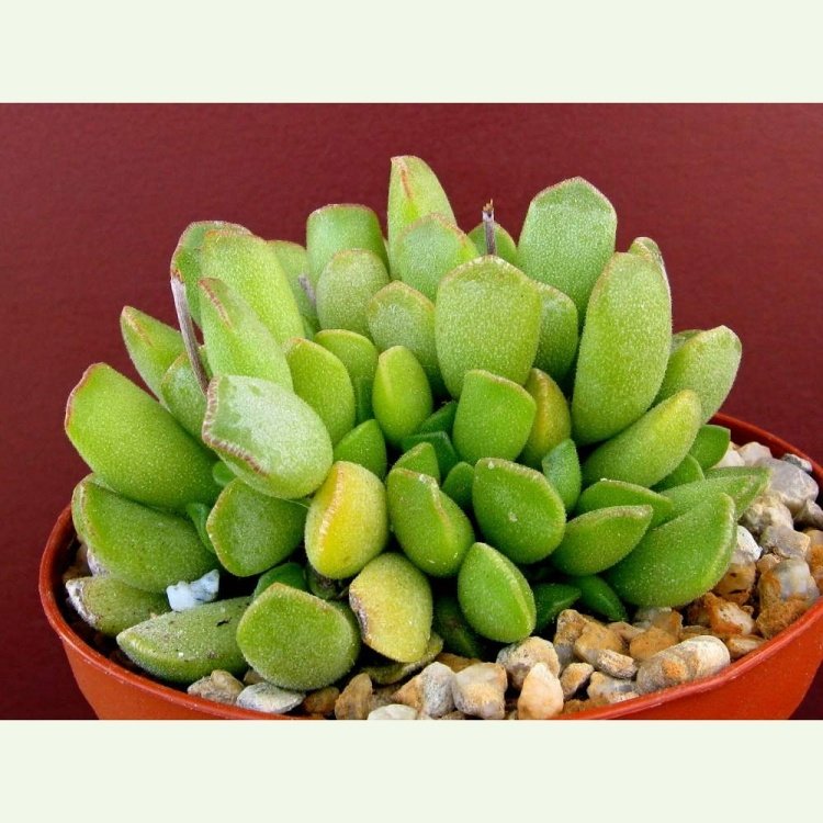 Adromischus cristatus, Graaff-Reinet