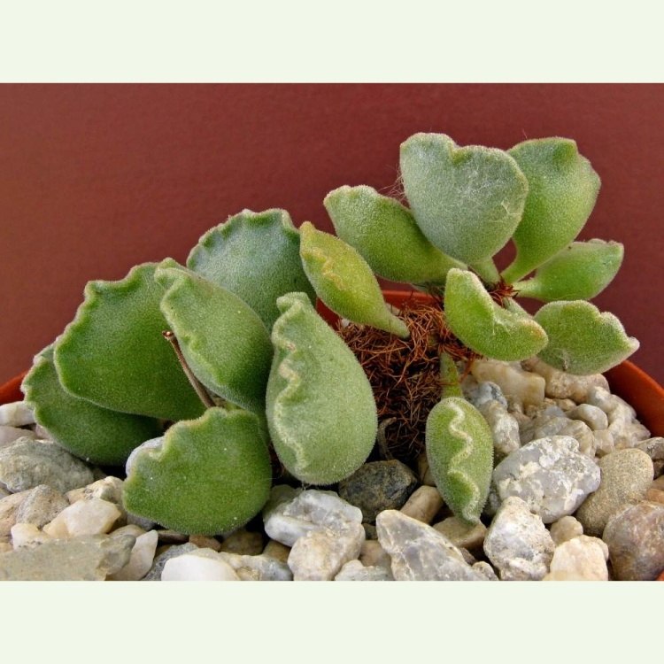 Adromischus cristatus, pôvod BV