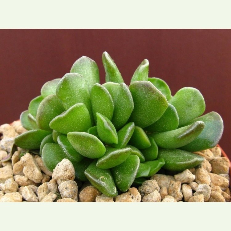 Adromischus cristatus, Ratelpoort