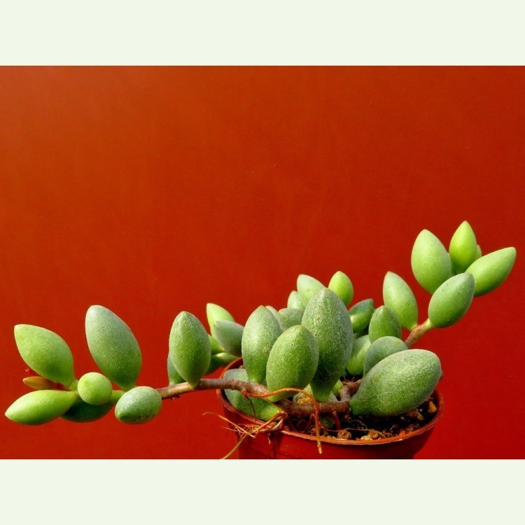 Adromischus filicaulis IB 07509, 5 km S of Laingsburg, ťahavý