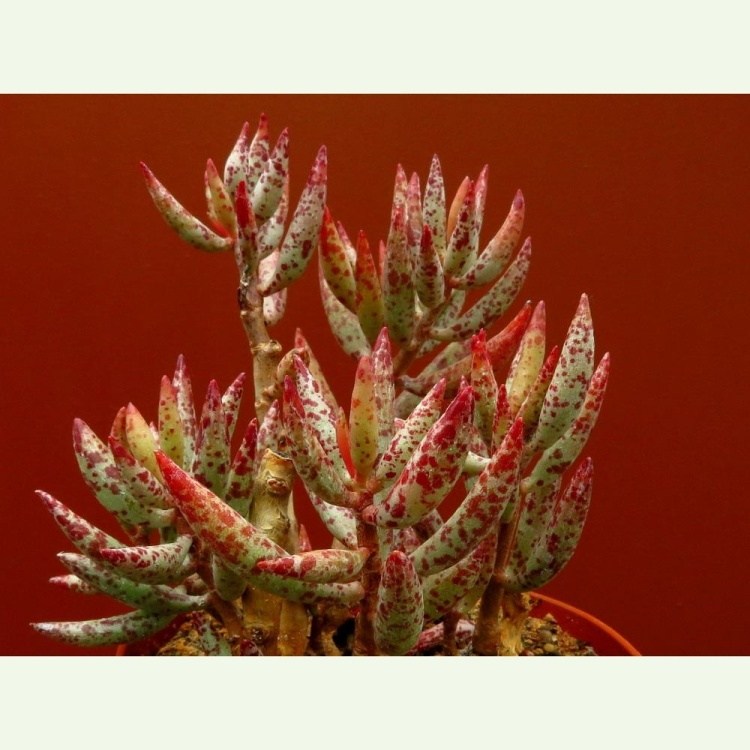 Adromischus filicaulis, Vanrhynsdorp