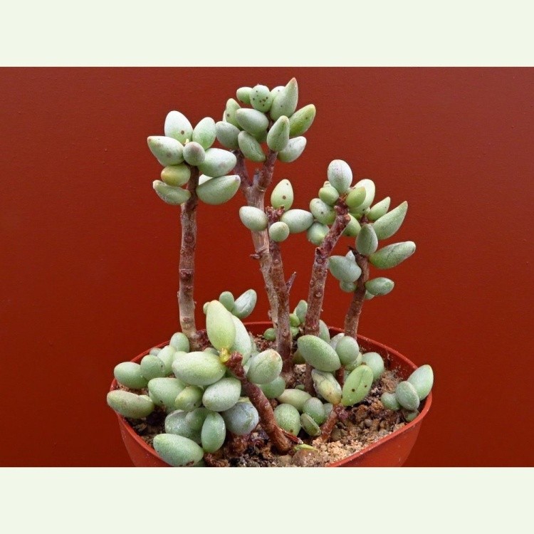 Adromischus filicaulis SB1384, Lorelei