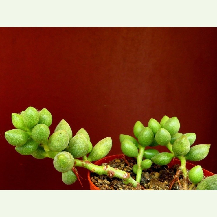 Adromischus filicaulis ssp. marlothii ELK 81, Kampstad, Olifans Bad, ťahavý