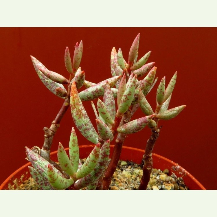 Adromischus filicaulis, SB, 7 km W of Kliphuis bank