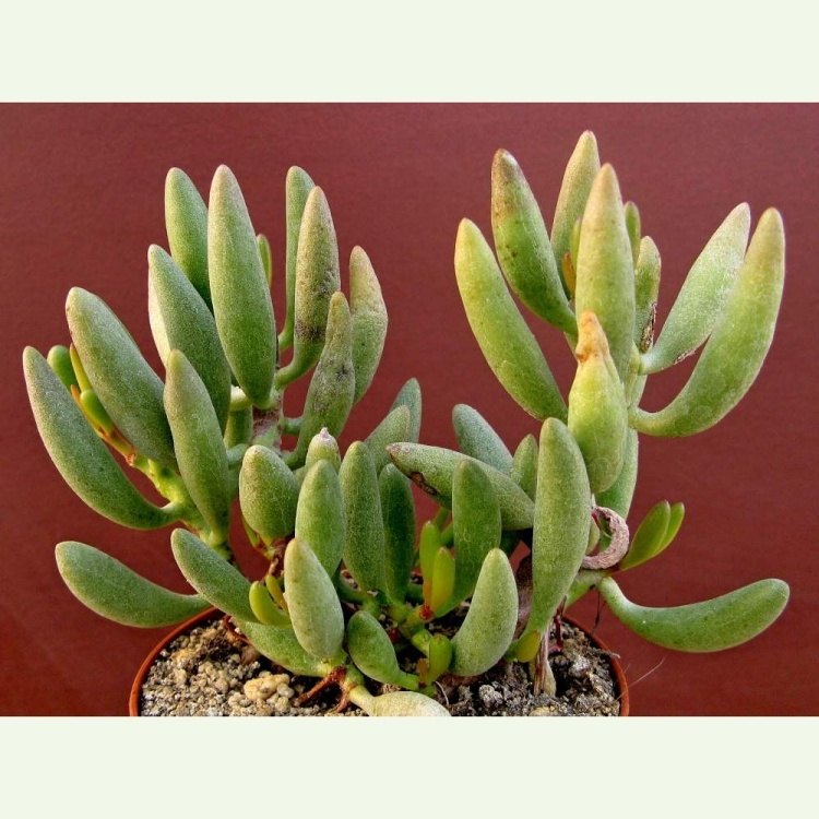 Adromischus filicaulis, zelené listy