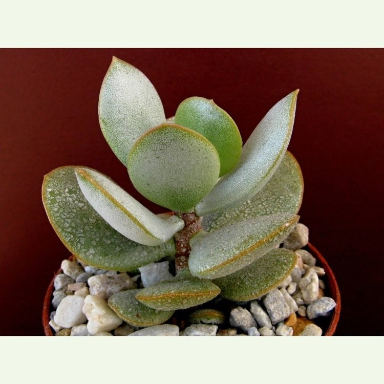 Adromischus hemisphaericus, Signal Hill