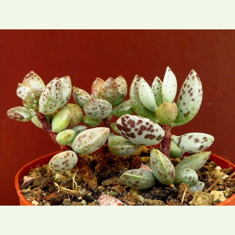 Adromischus hemisphaericus, Signal Hill, Capetown