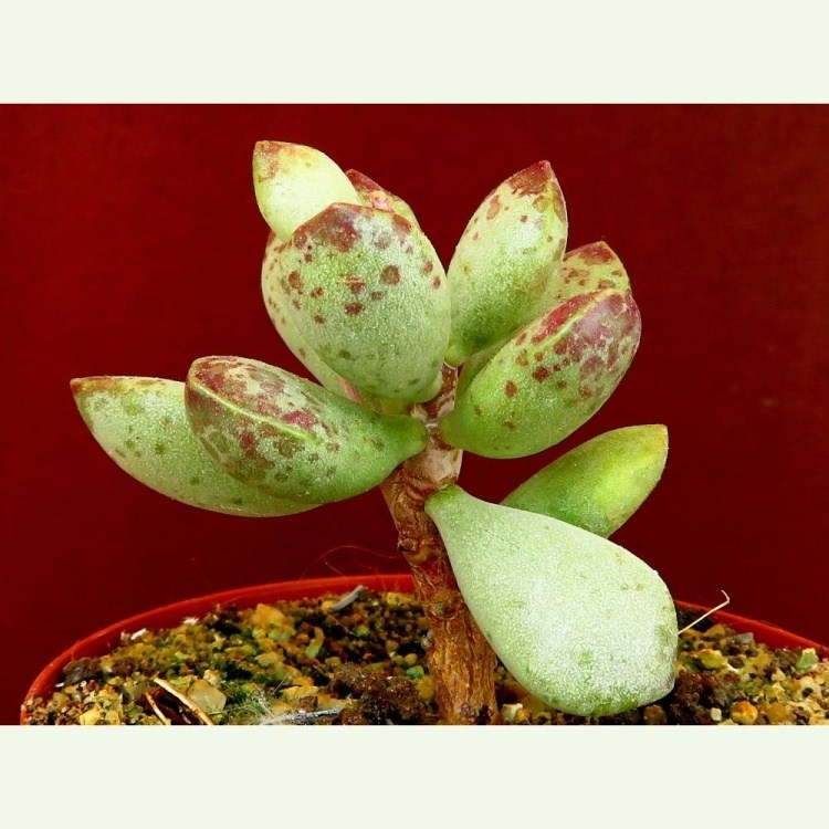 Adromischus mammillaris PVB 898, Ladismith