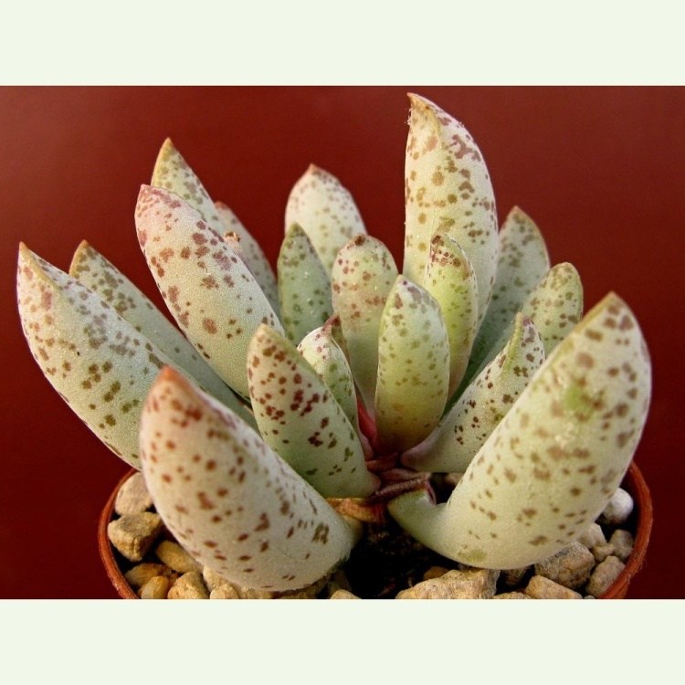 Adromischus mammillaris, Buffelspoort