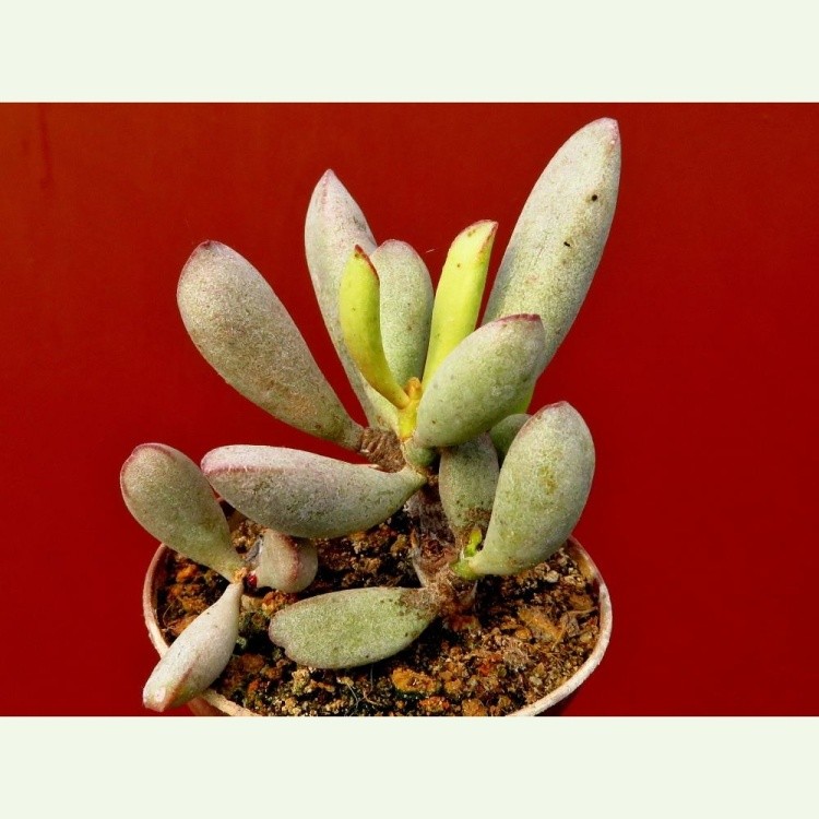 Adromischus marianiae "kubusensis"