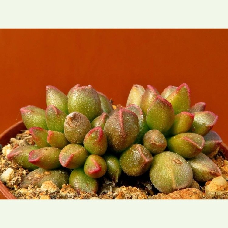 Adromischus marianiae "tangua" CR 1398